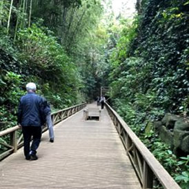 緑がいっぱい！