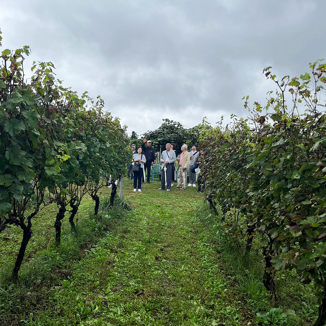 小牧ヴィンヤード