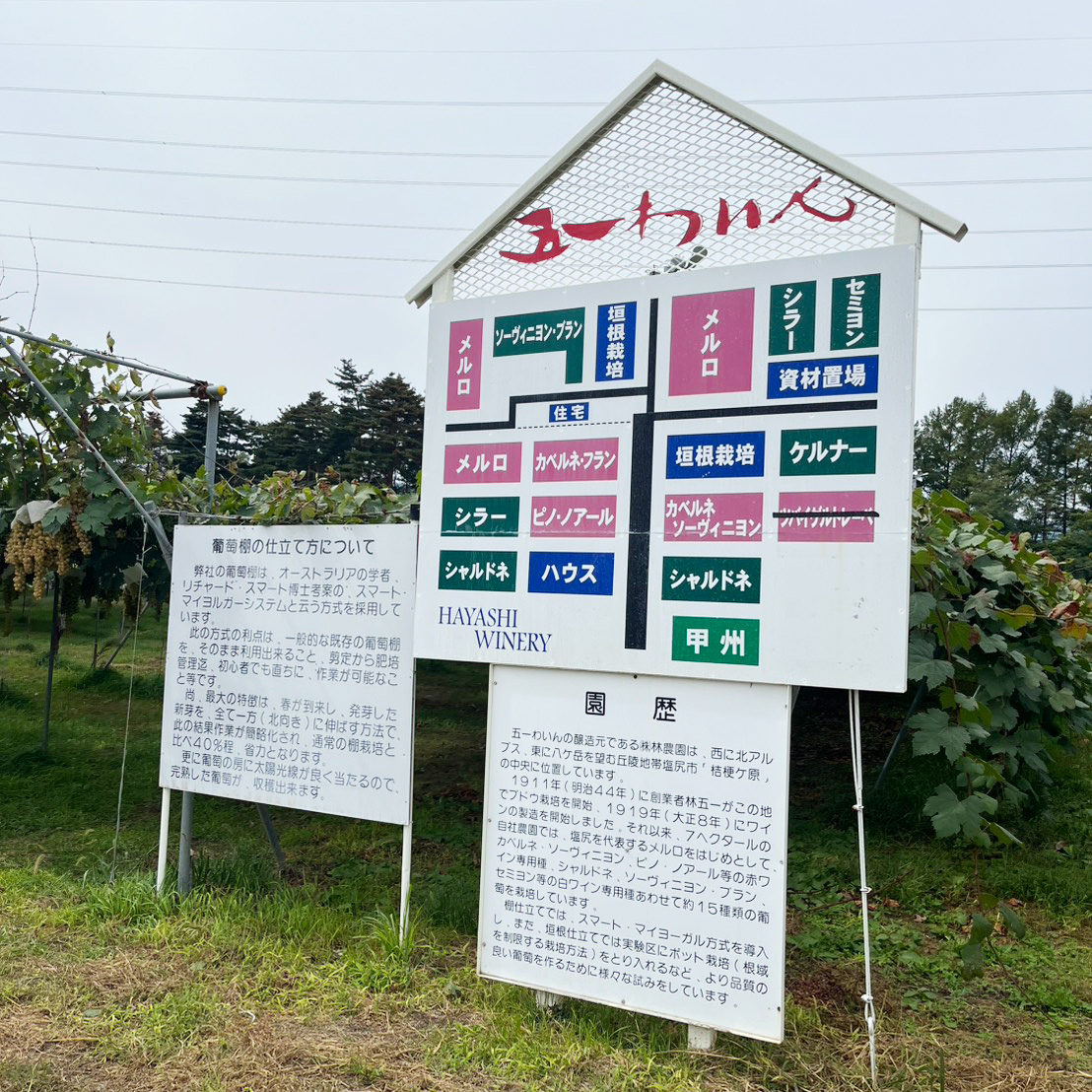 五一ワイン