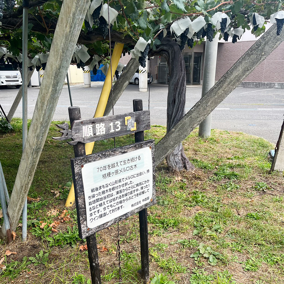 五一ワイン