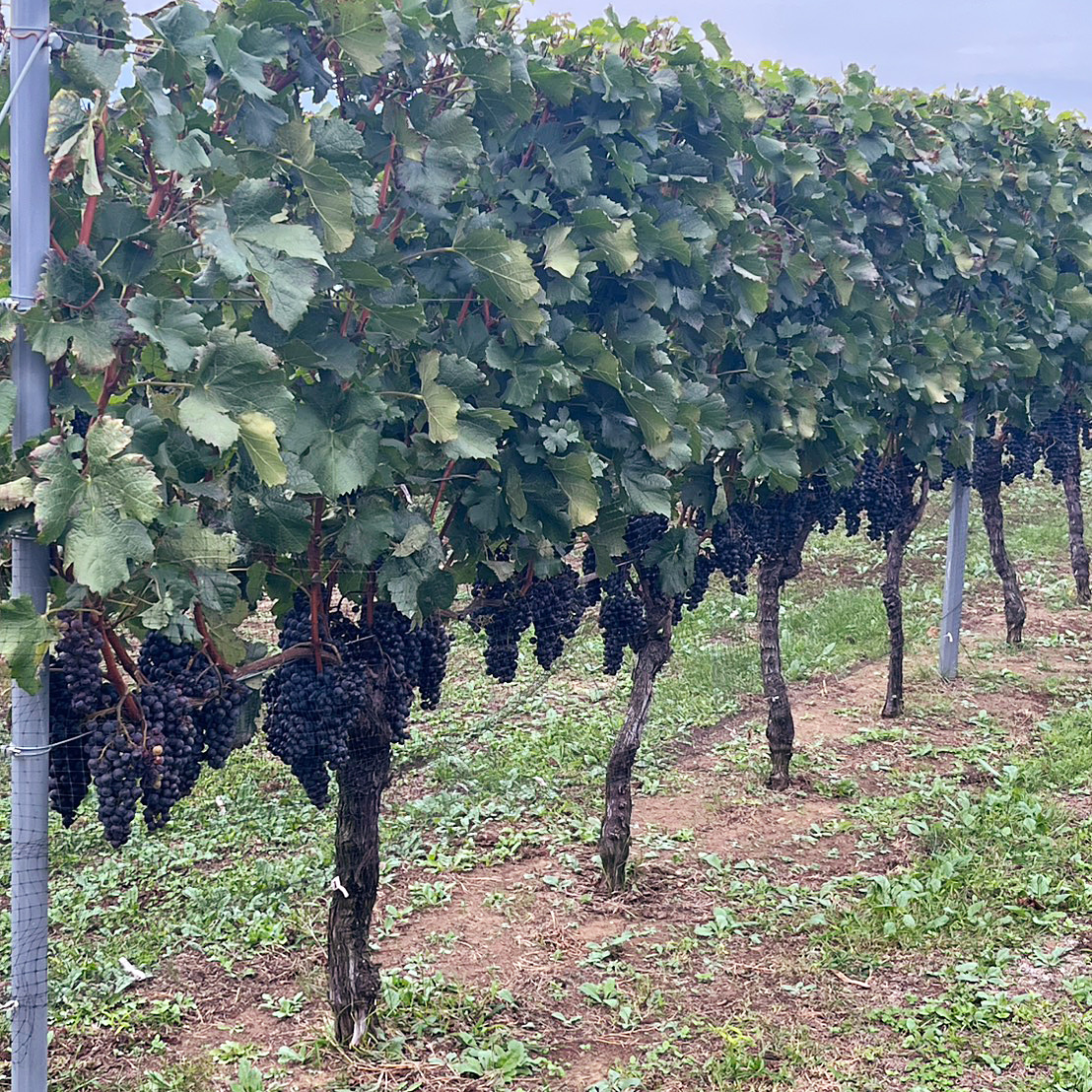 長野ワイナリー巡り